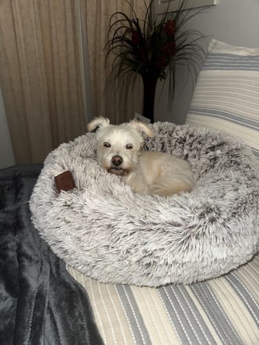 Customer photo review of Calming Pet Bed [Size: Medium 60cm] [Colour: Latte]