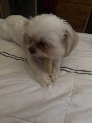 Customer photo review of Strawberry Yak Chews