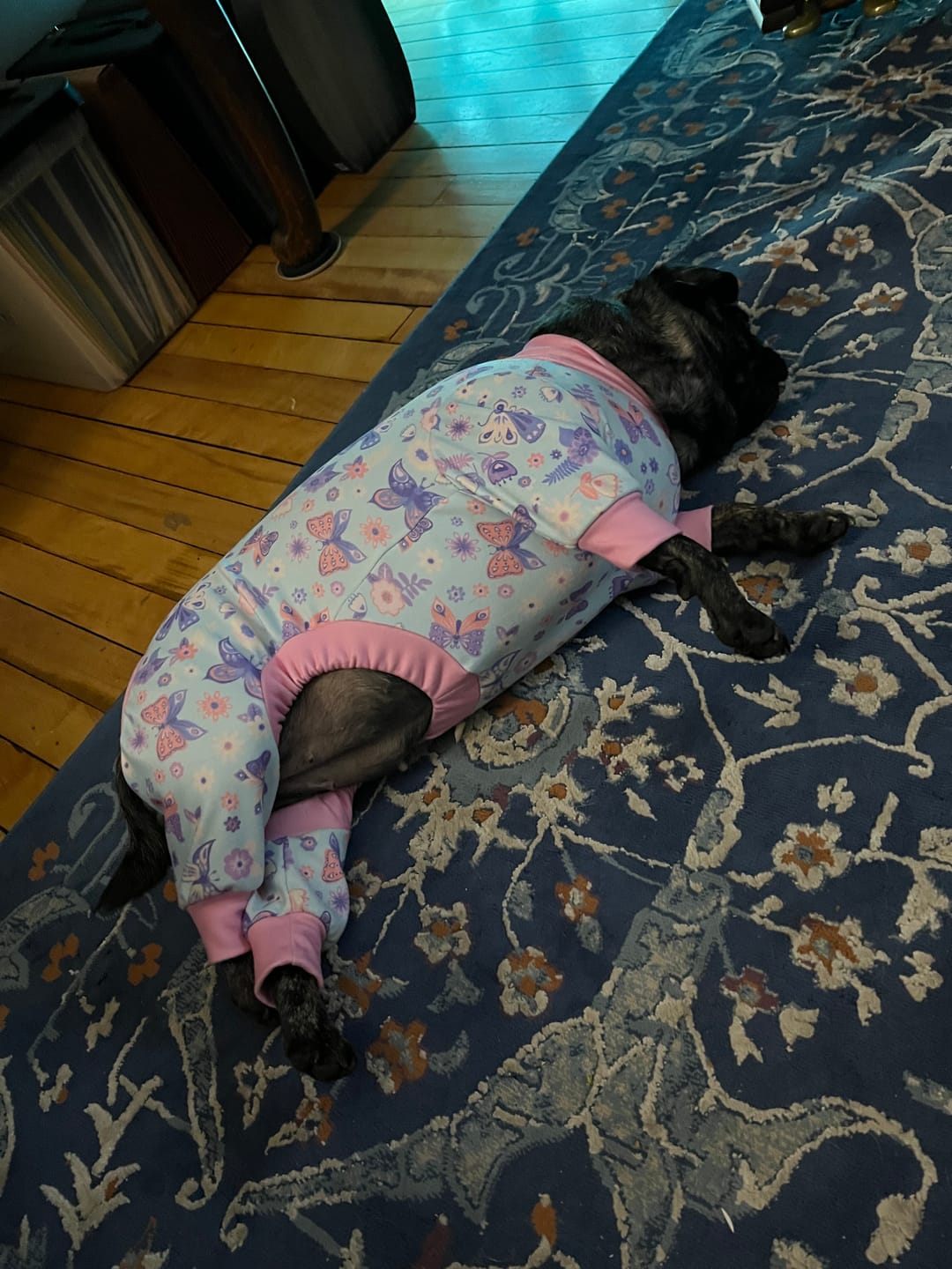 Customer photo review of Dog Pajama - Butterfly