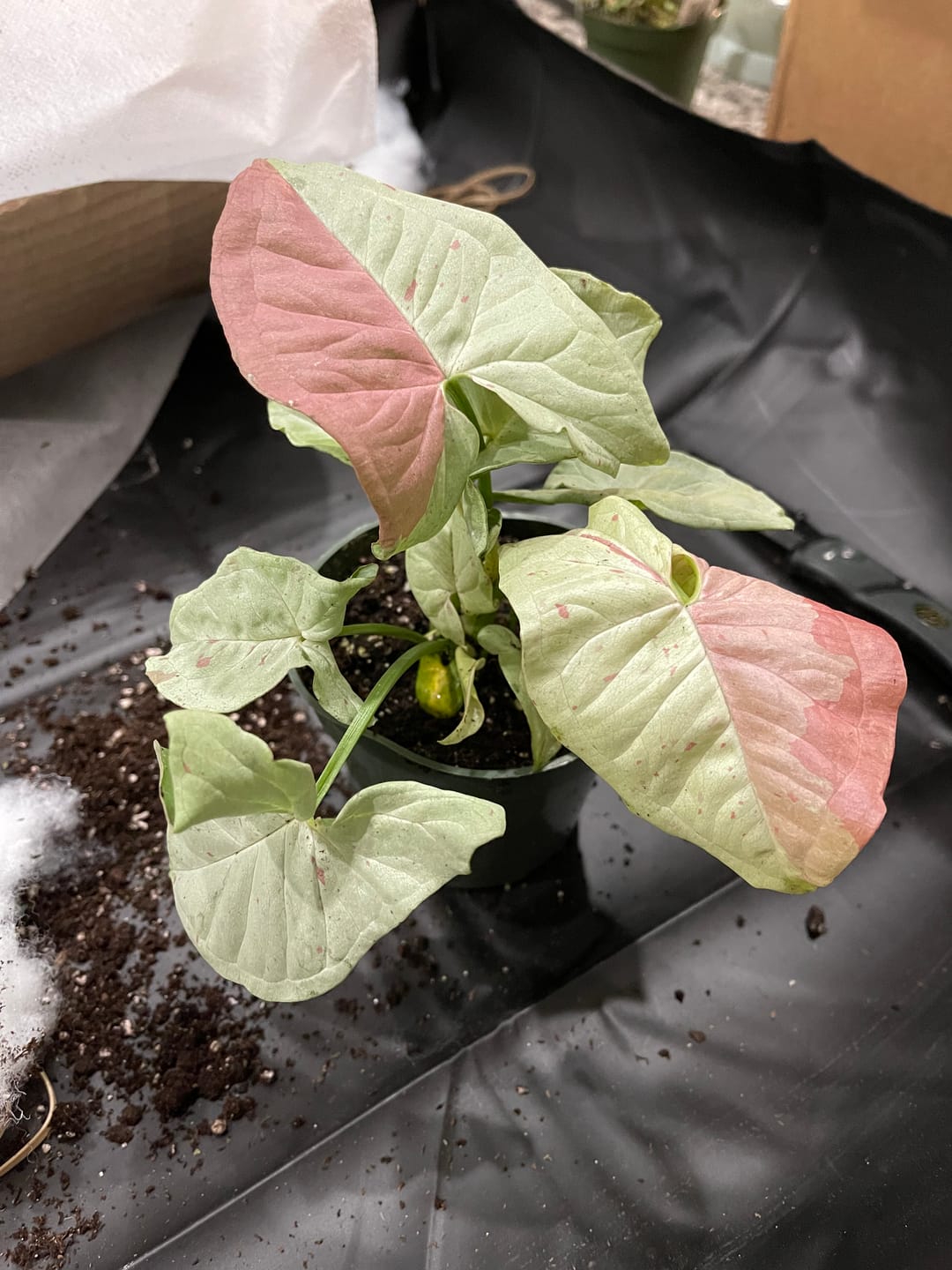 Customer photo review of Syngonium podophyllum 'Milk Confetti'
