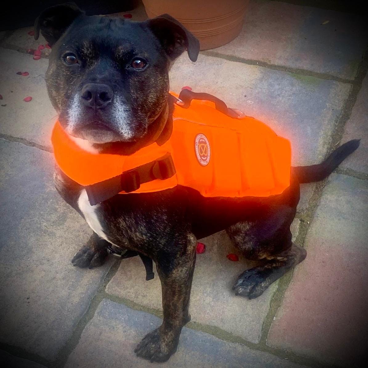 Customer photo review of Staffordshire Bull Terrier 1935® Life Jacket - Neon Orange