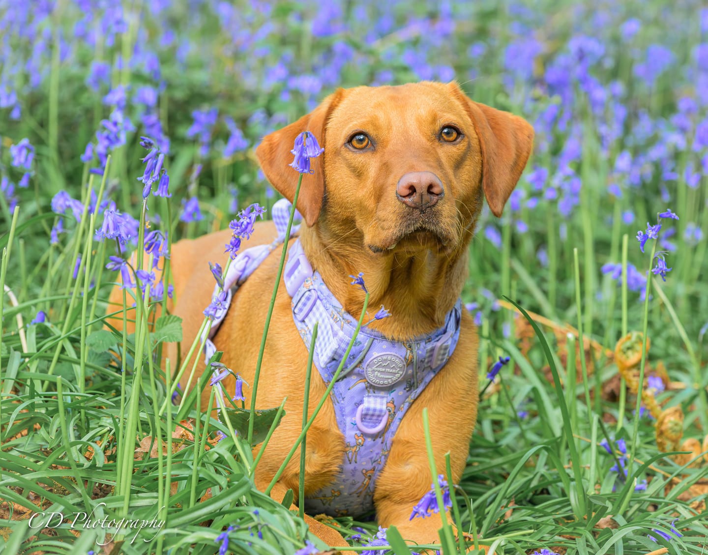 Customer photo review of Disney© Tough Trails™ Harness - Bambi + Friends Lilac
