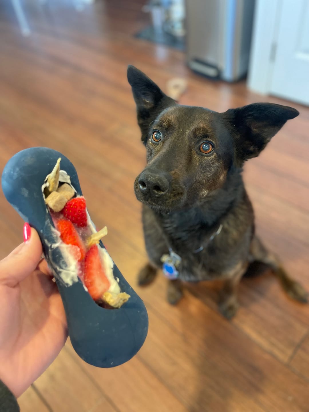 Customer photo review of Freezstick - Indestructible Enrichment Chew