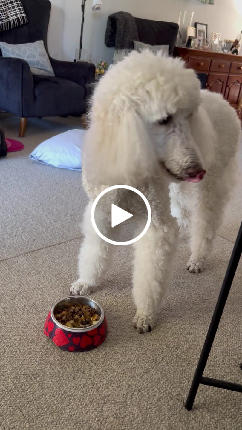 Customer video review of Chicken Bics Premium Dry Food