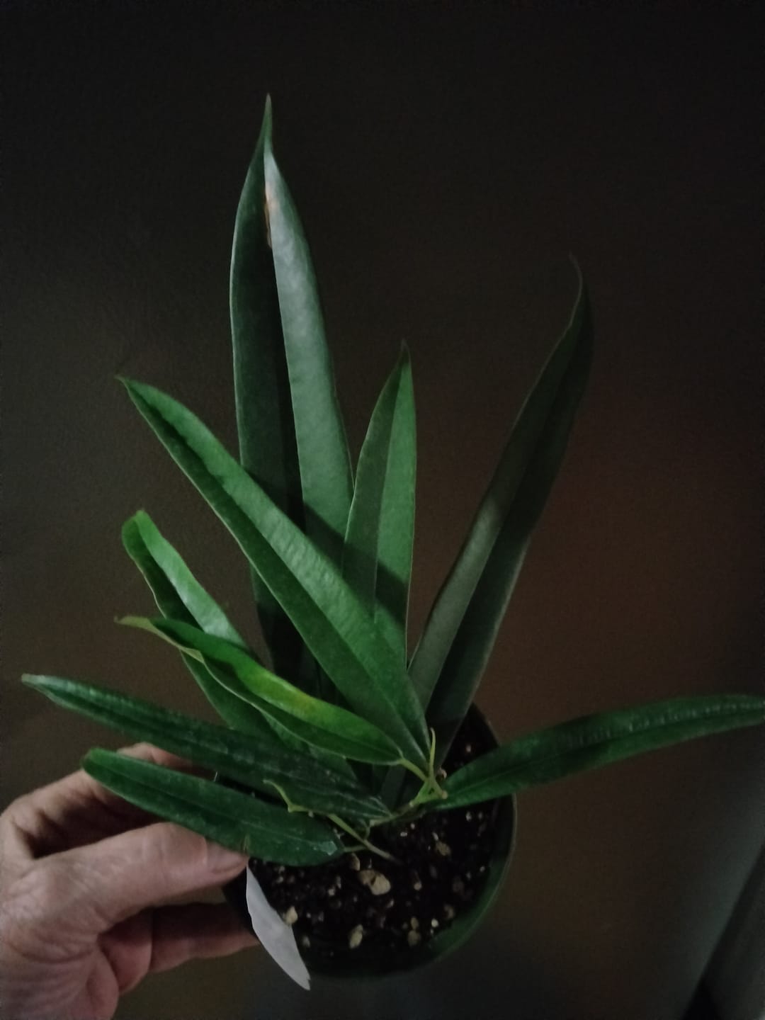 Customer photo review of Ficus maclellandii 'Alii'