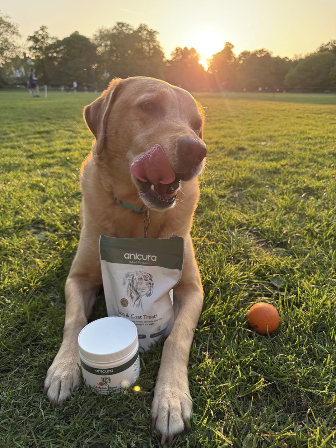 Customer photo review of Anti-Itch Dog Chews