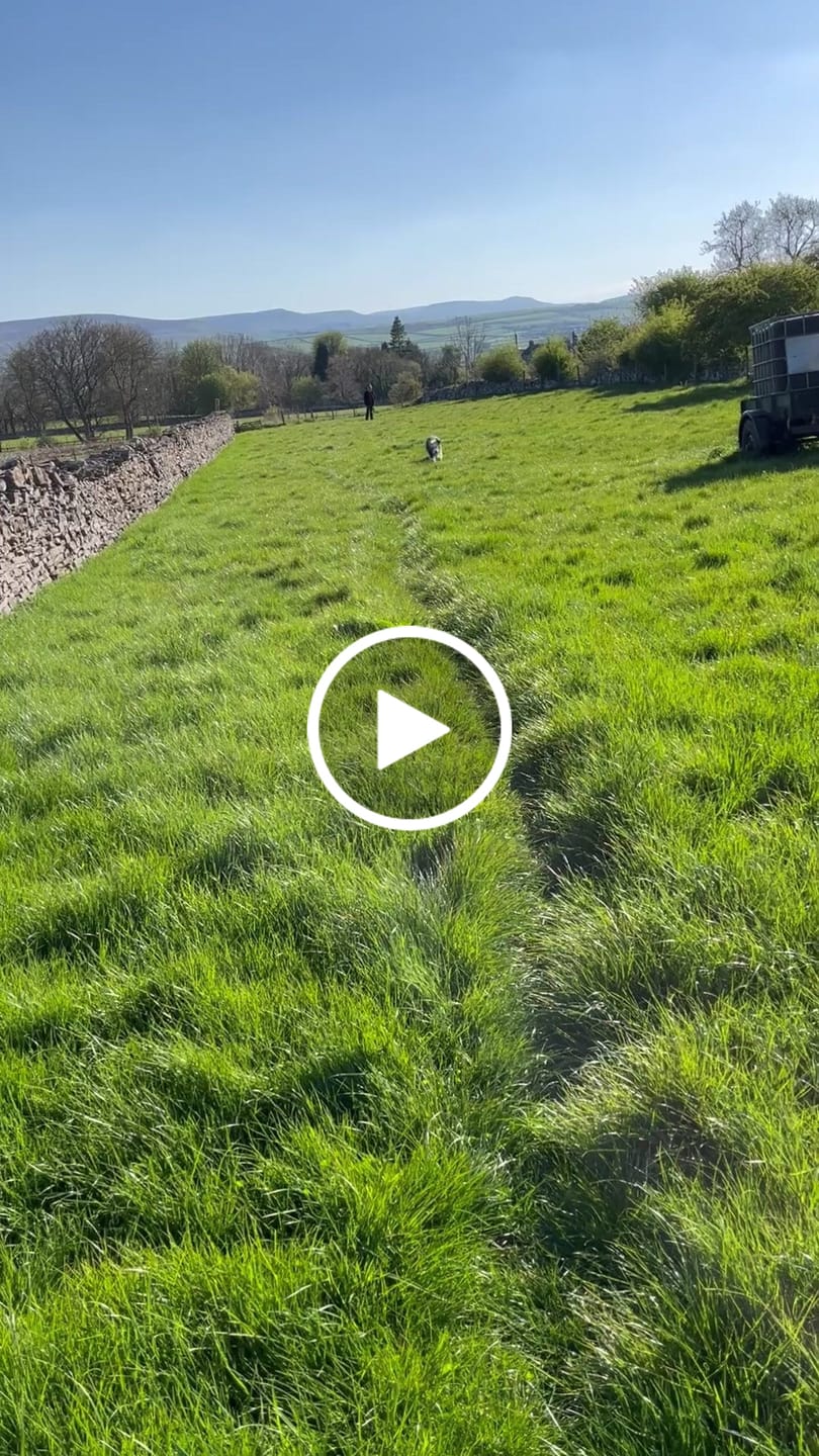 Customer video review of MultiProtein Dry Puppy Food