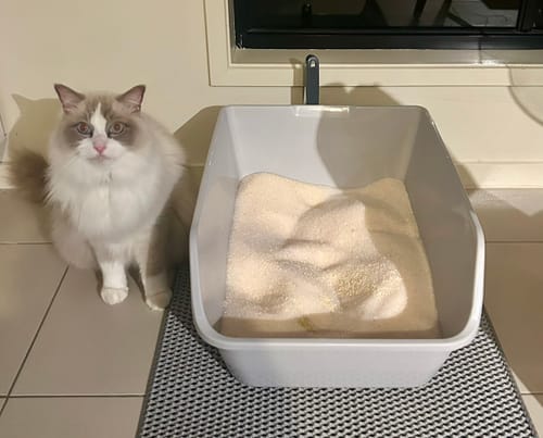 Customer photo review of 3 month supply - 5 Cats