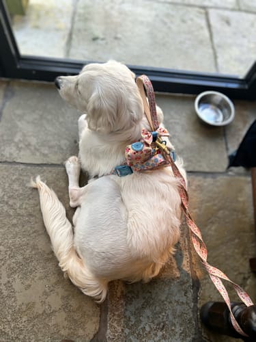 Customer photo review of Tough Trails™ Harness -  Summer Vacay