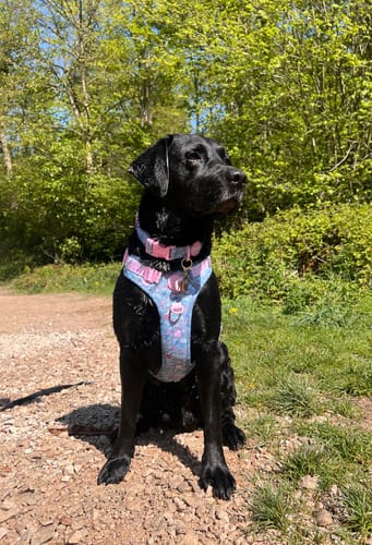 Customer photo review of Disney© Tough Trails™ Harness - Mad Hatters Tea Party