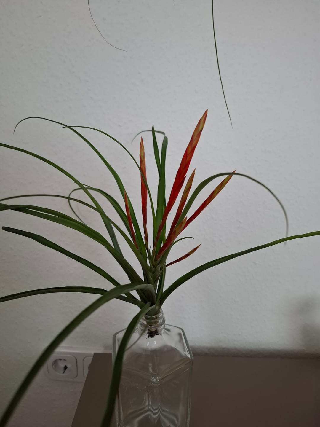 Customer photo review of Tillandsia flabellata 'L'