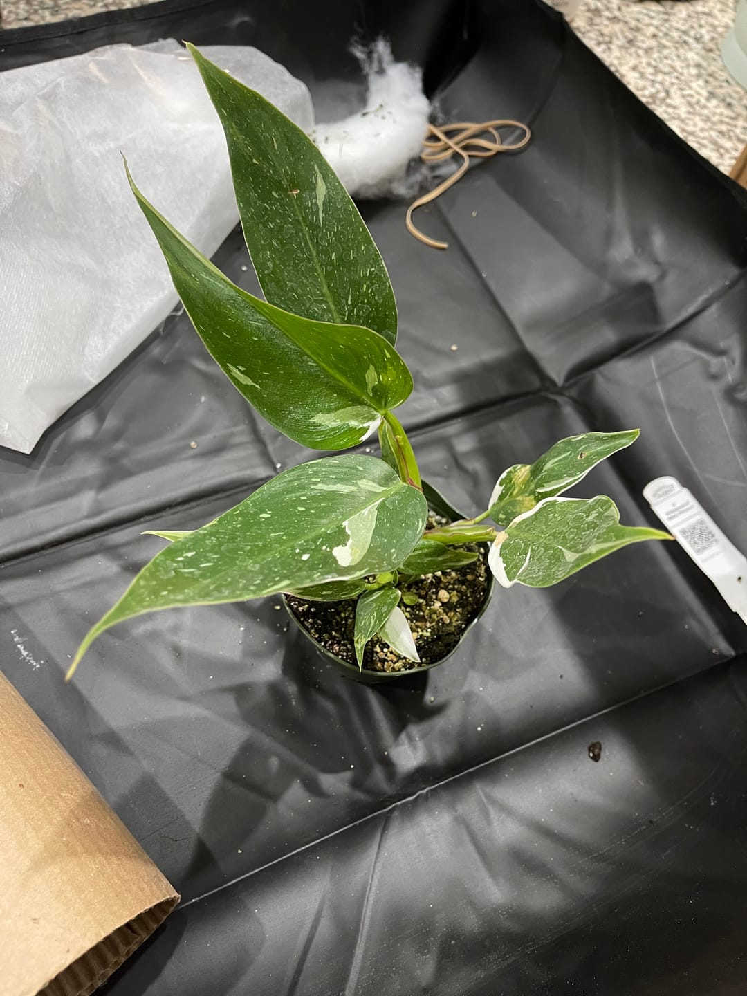 Customer photo review of Philodendron 'White Princess'