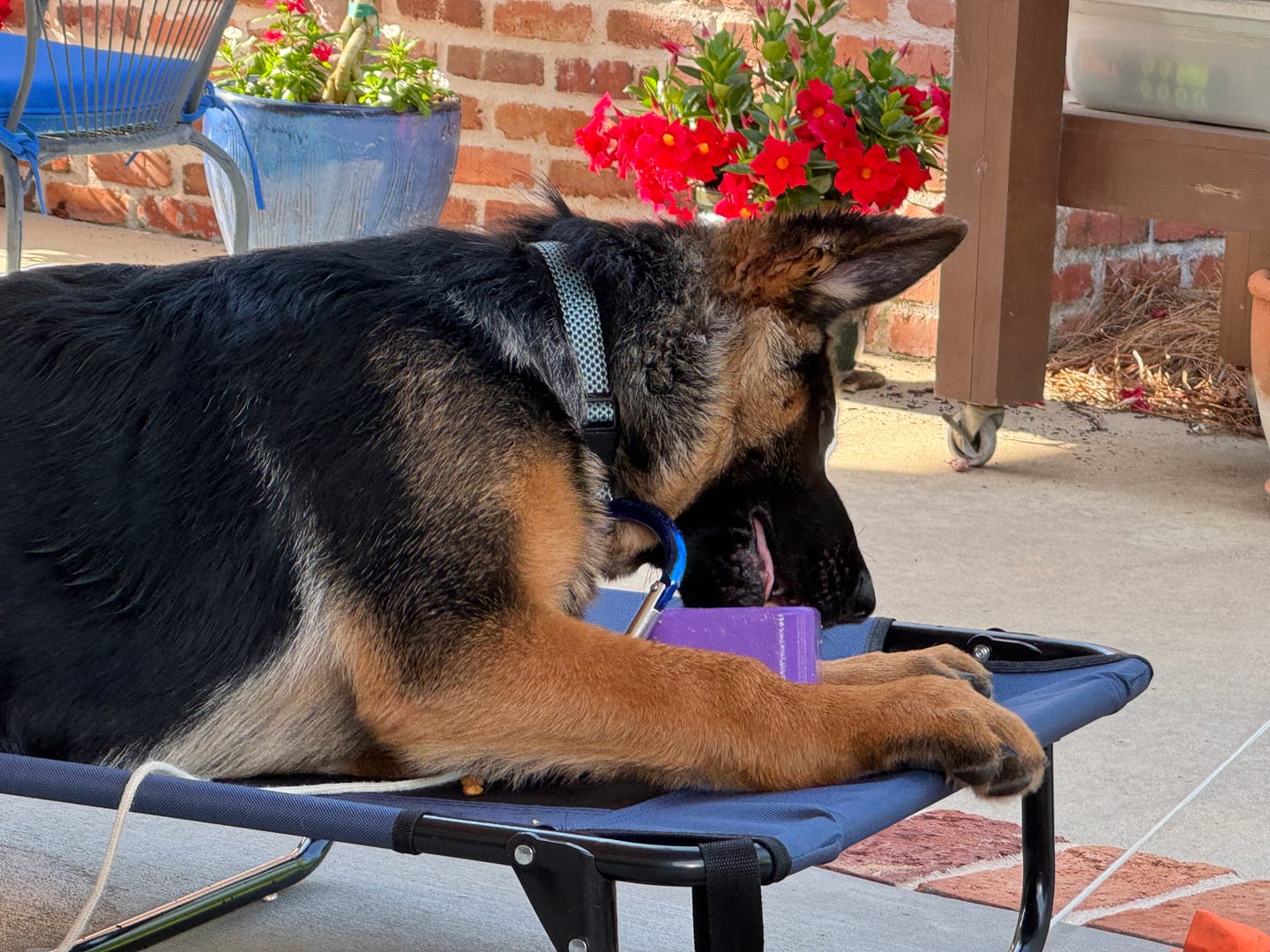 Customer photo review of Freezbox - Super Tough Treat Toy