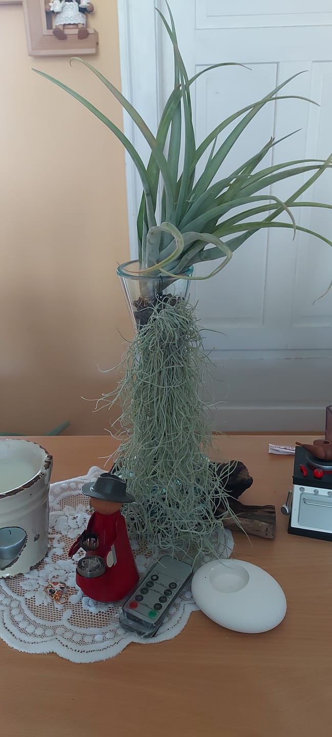 Customer photo review of Tillandsia capitata 'YELLOW' - XL