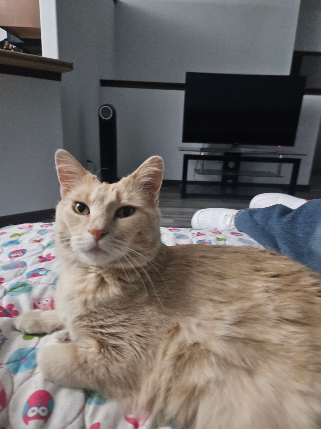 Customer photo review of Cat Itchy Skin & Healthy Coat Remedy