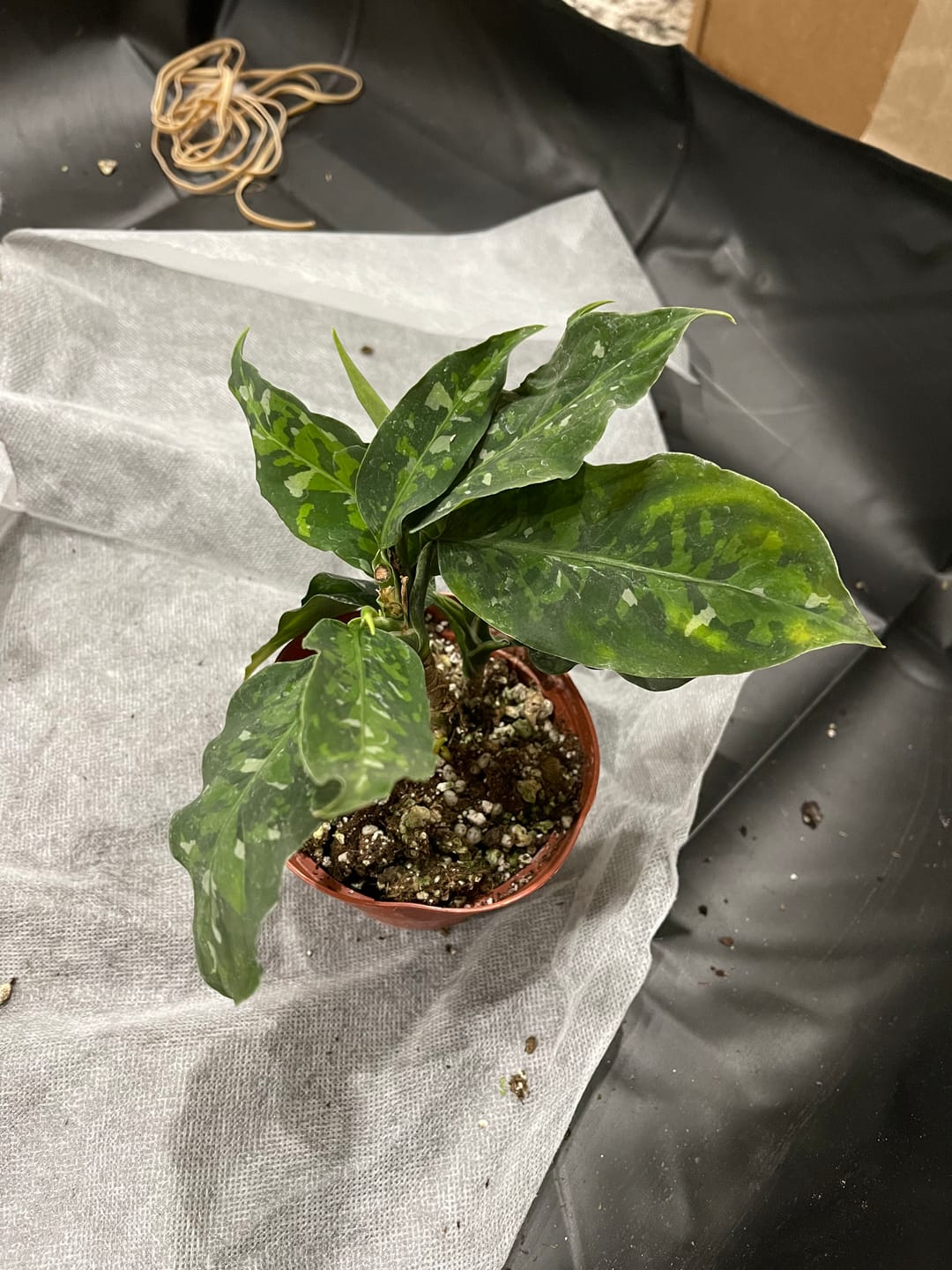 Customer photo review of Aglaonema pictum tricolor