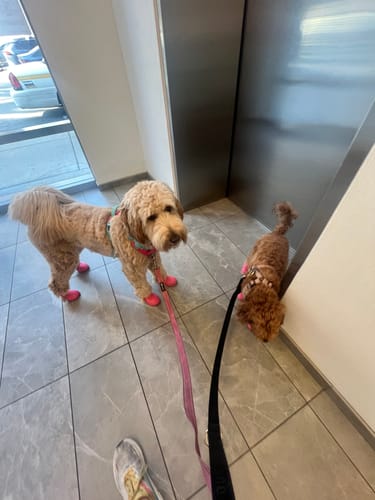 Customer photo review of WagWellies® Mojave