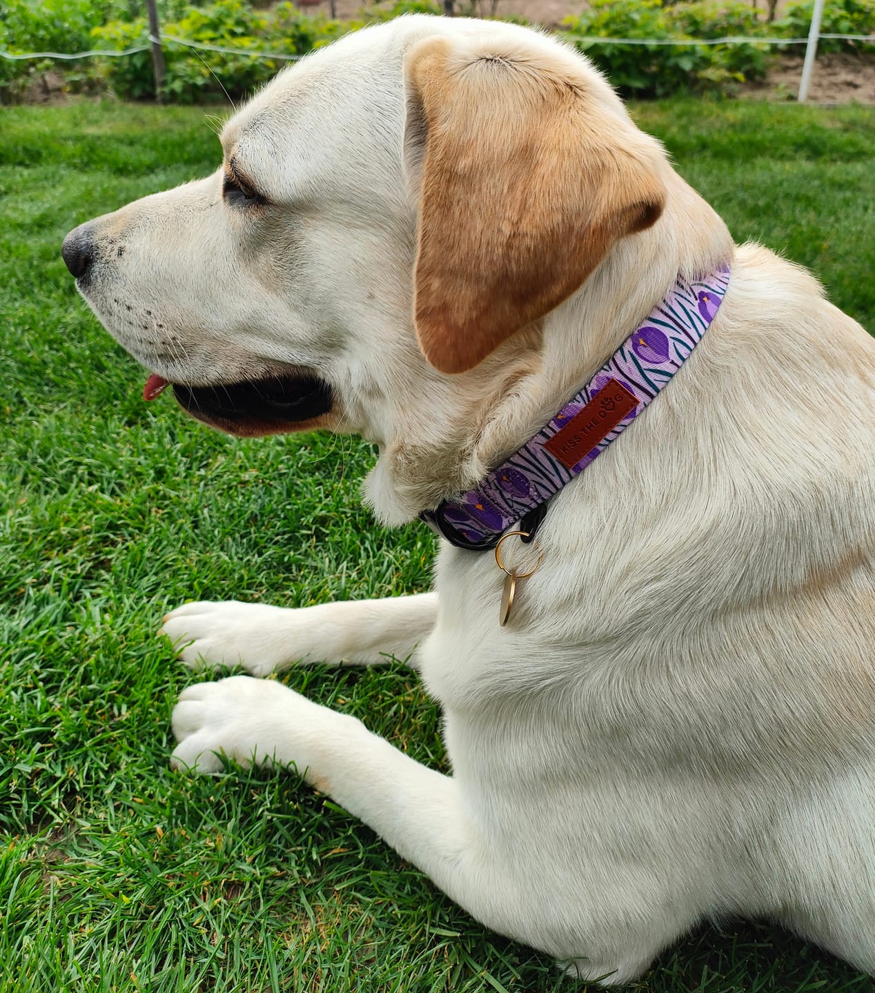 Customer photo review of Obroża "Amethyst" - czarne okucia