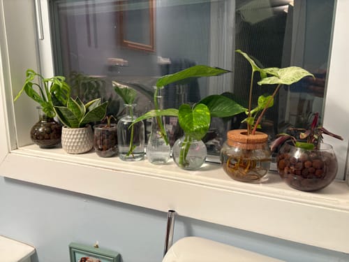 Customer photo review of Plant Food