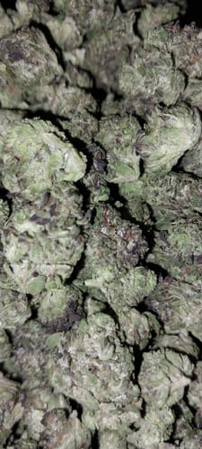 Customer photo review of Skywalker OG THCA Flower