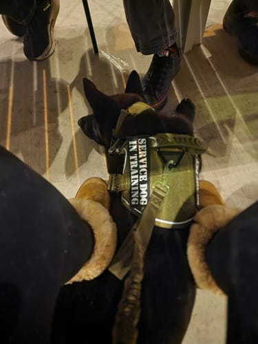 Customer photo review of 10-In-1 Tactical K9 Harness System - Full Set Dog Harness Bundle (Includes: Tactical No-Pull Dog Harness + Bungee Leash + Collar + MOLLE Pouches + First Aid Kit + 12 Hook & Loop Patches + Dog Goggles + Safety Belt + Travel Water Bowl + Dog Waste Bags)