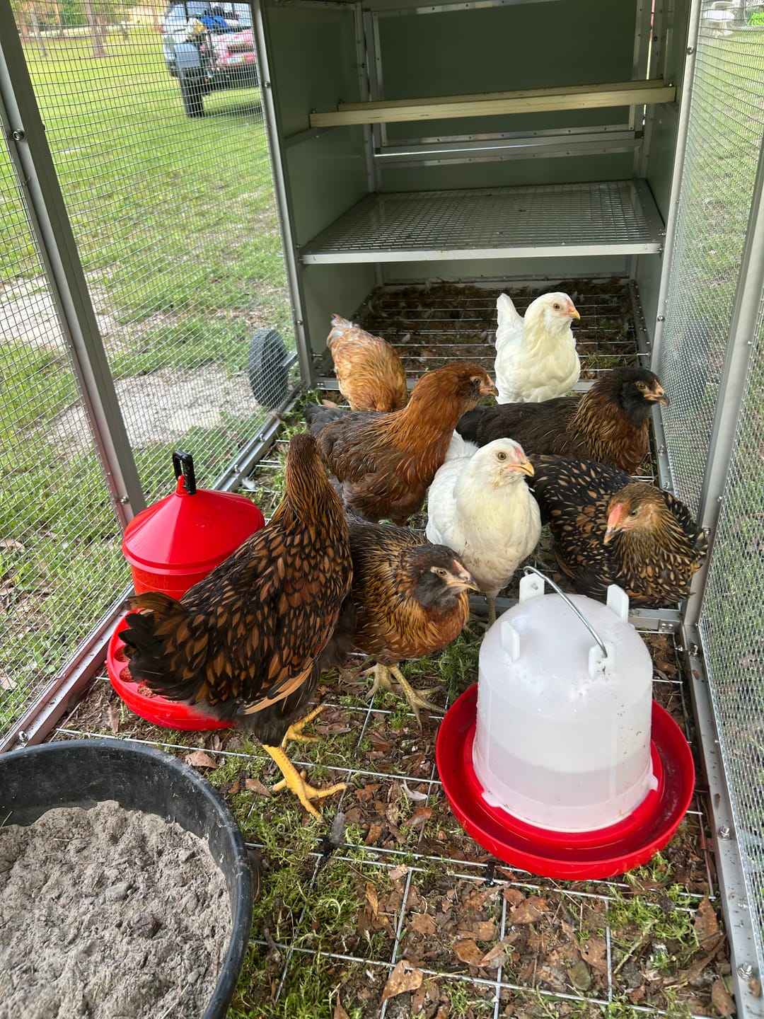Customer photo review of Galvanised Mesh Floor for Chicken Coop