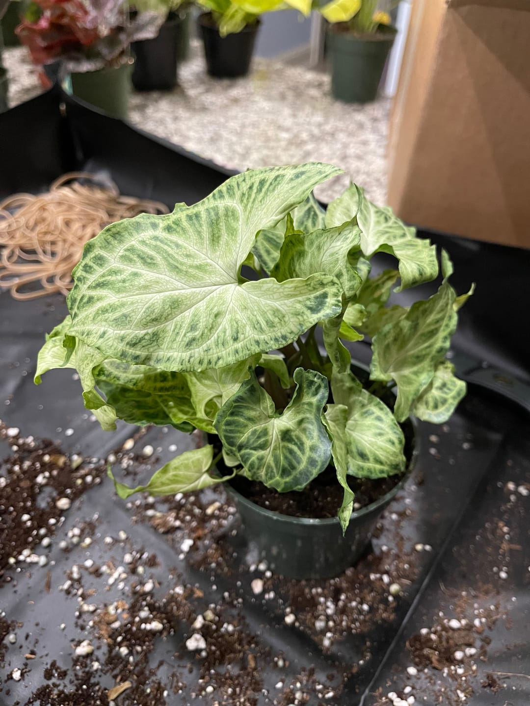 Customer photo review of Syngonium podophyllum 'Batik'