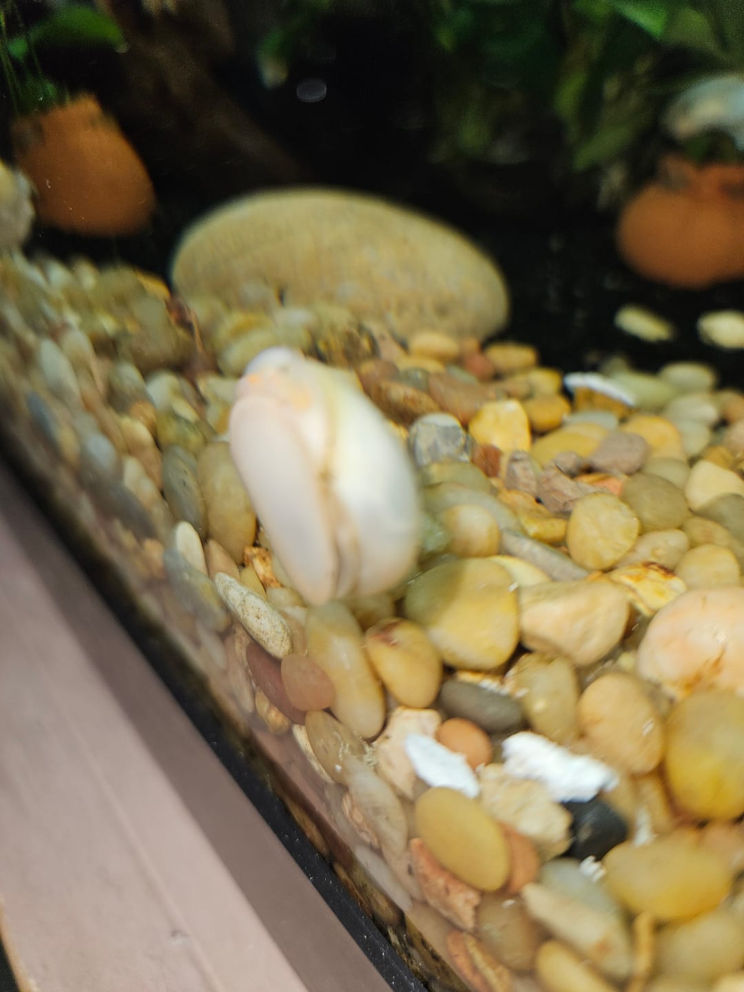 Customer photo review of Ivory Mystery Snail