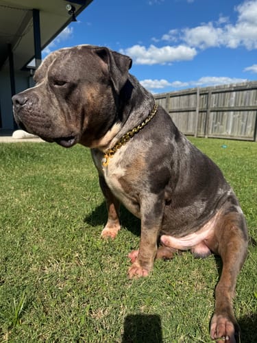 Customer photo review of Cuban Link Chain Dog Collar - Gold