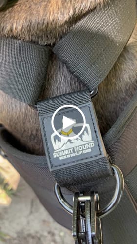 Customer video review of No Pull Bully Proof Harness