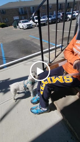 Customer video review of Ostrich Wing Bone (13" x 1.5"): The Ultimate Long-Lasting Chew for Small Dogs & Light Chewers