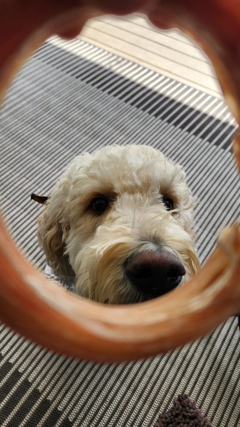 Customer photo review of Large Bully Stick Ring
