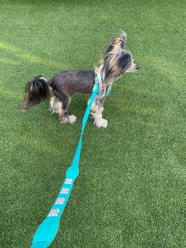 Customer photo review of Flexfly 360 Ultra Teal Leash
