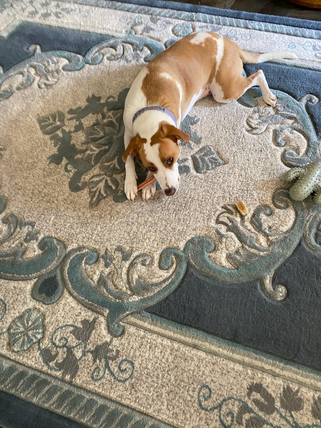 Customer photo review of Regular Bully Sticks