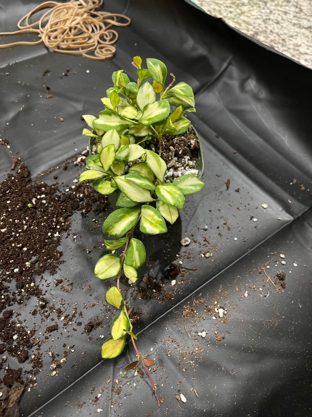 Customer photo review of Hoya heuschkeliana variegata