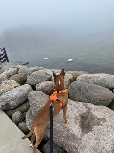 Johanna P. review of Active Harness | With Handle & Reflective - Orange image 1 out of 1