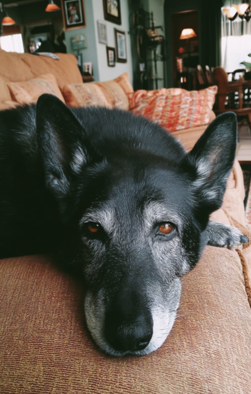 Customer photo review of Happy Flex I  Anti Inflamatorio Para Perros y Gatos. Articulaciones, huesos y cadera