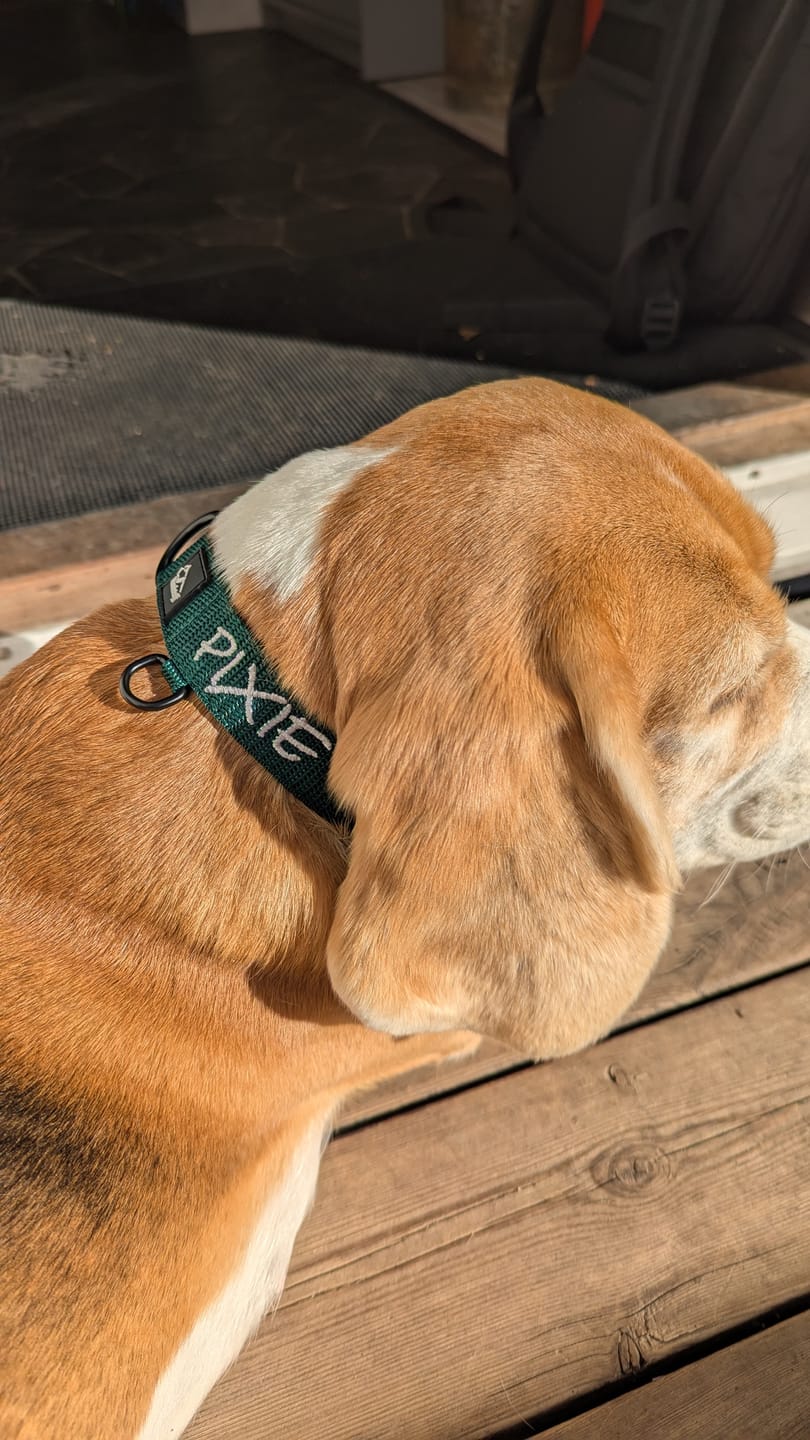 Customer photo review of Hundhalsband med namn, 2.5cm brett