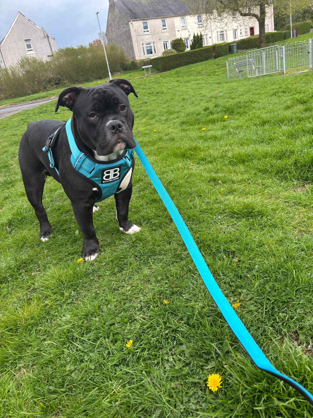 Customer photo review of Comfort Premium Harness | Non Restrictive - Light Blue