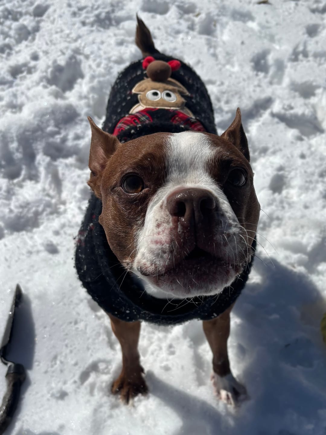 Customer photo review of Horizon Legacy - Nourriture pour chien haut de gamme