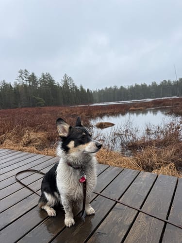 Customer photo review of Biothane Drag Line for Dogs