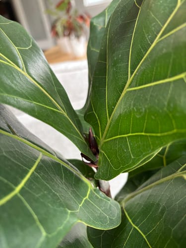 Customer photo review of Plant Food