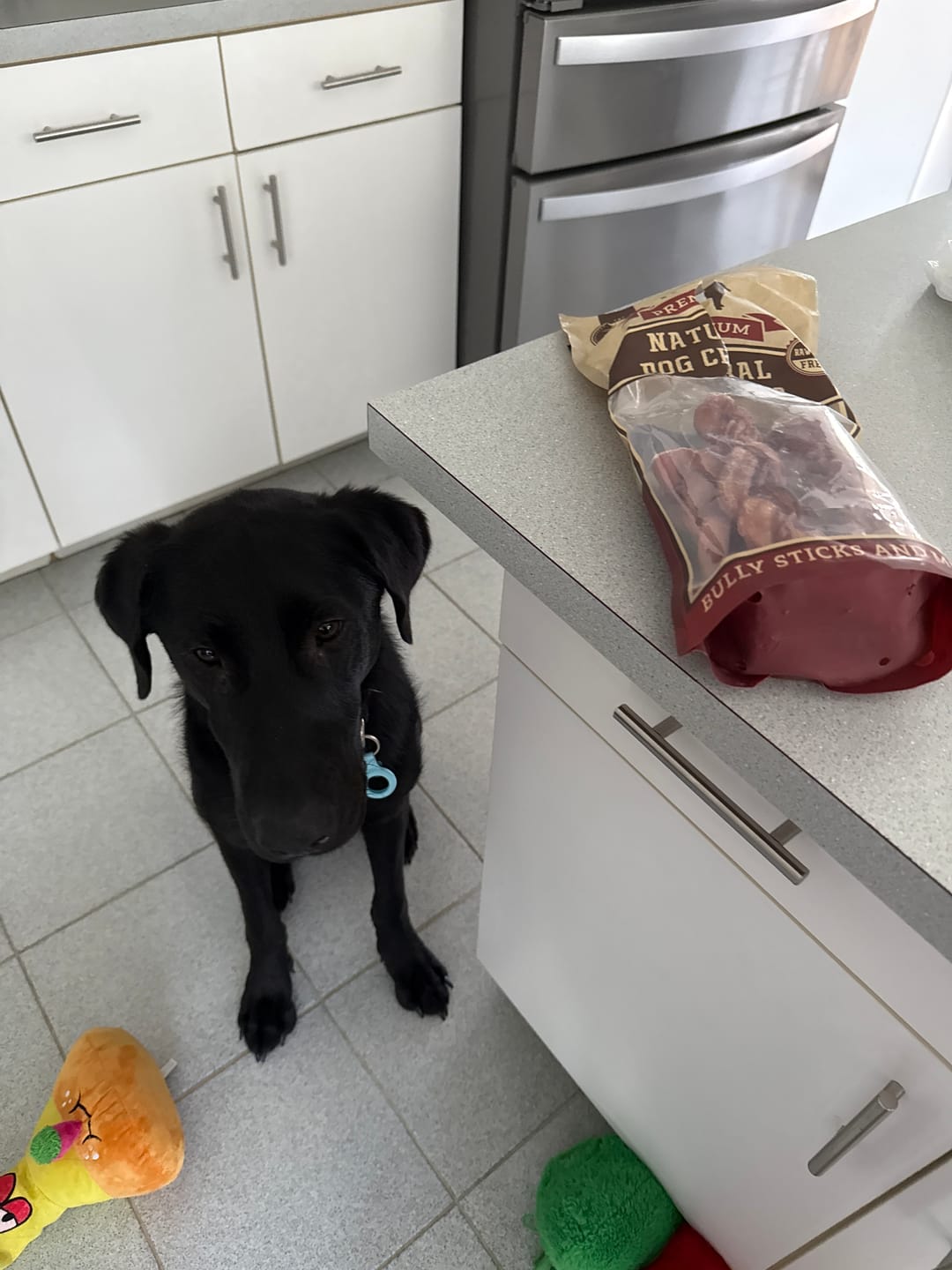 Customer photo review of 6 Inch Monster Braided Bully Stick