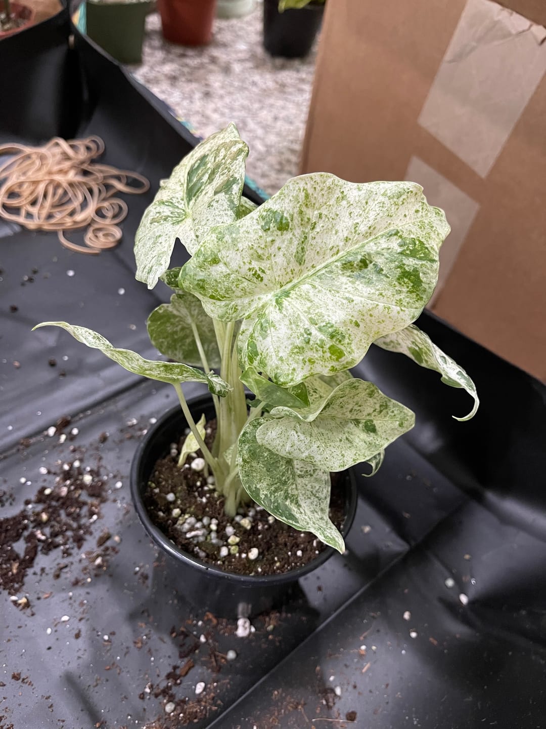 Customer photo review of Alocasia odora 'Batik'