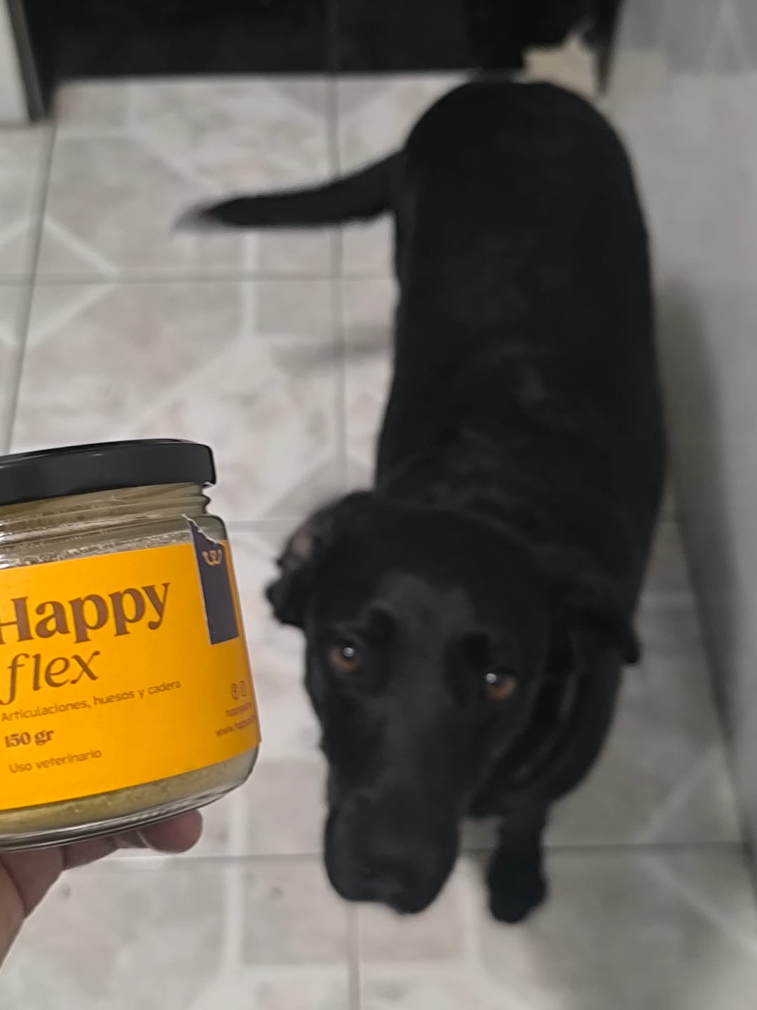 Customer photo review of Happy Flex I  Anti Inflamatorio Para Perros y Gatos. Articulaciones, huesos y cadera