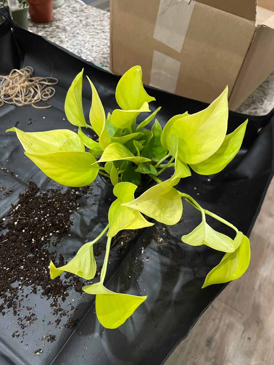 Customer photo review of Pothos Epipremnum aureum 'Neon'