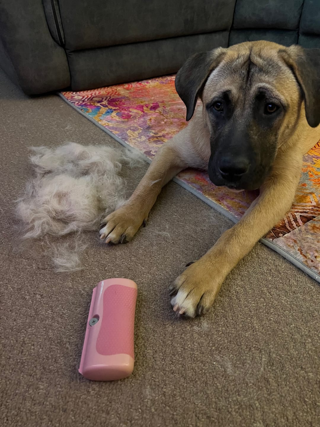 Customer photo review of Dog Deshedding Comb - Dog, Horse & Cat - Pink