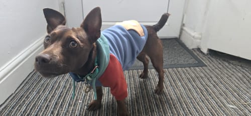 Customer photo review of Alpine Dog Hoodie