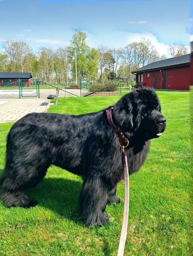 Customer photo review of Extreme Buckle Golden Plum - Starkt och säkert halsband