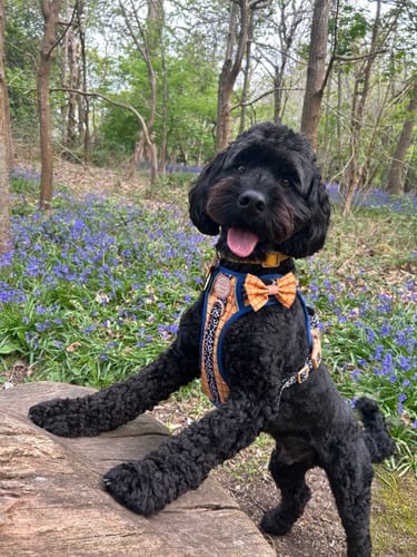 Customer photo review of Disney© Tough Trails™ Harness - Woody